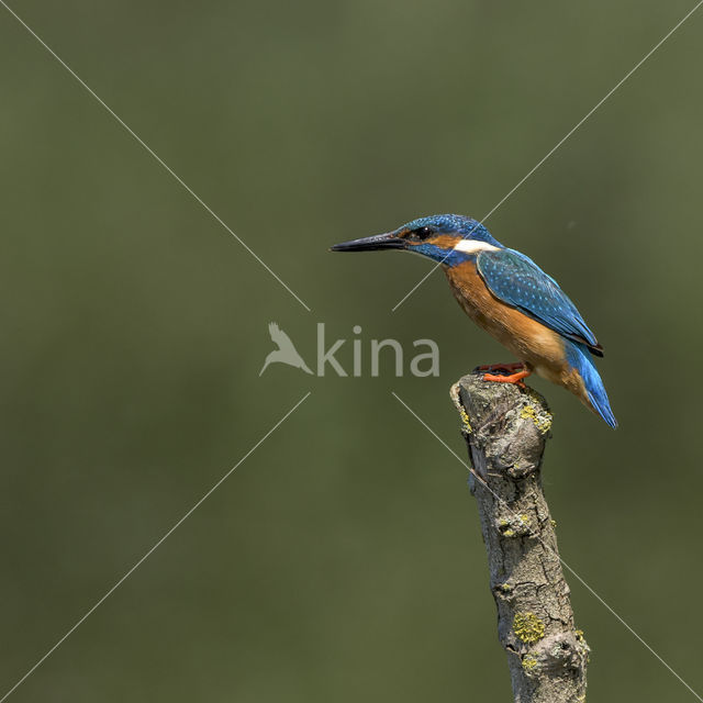 IJsvogel (Alcedo atthis)