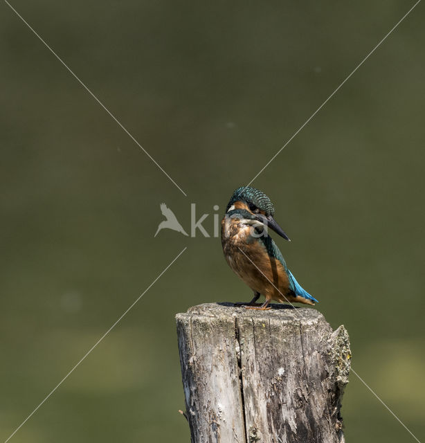 IJsvogel (Alcedo atthis)