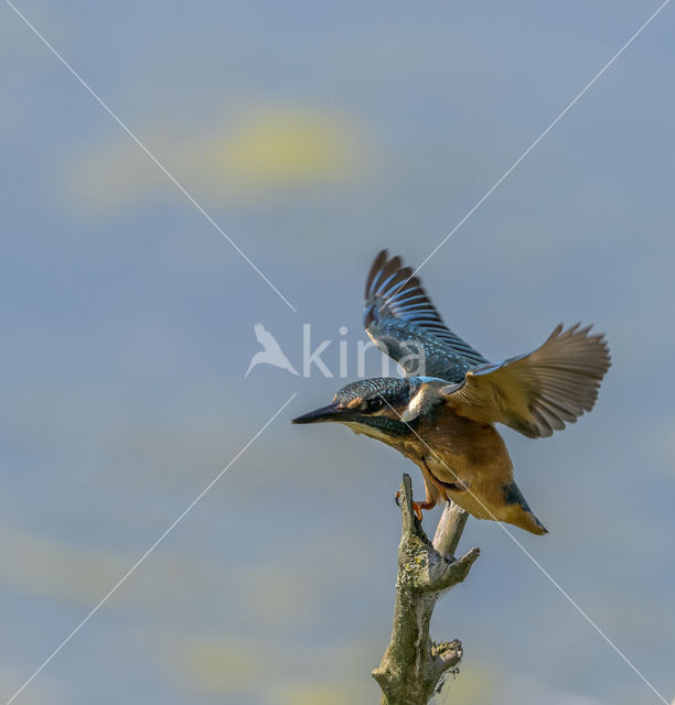 IJsvogel (Alcedo atthis)