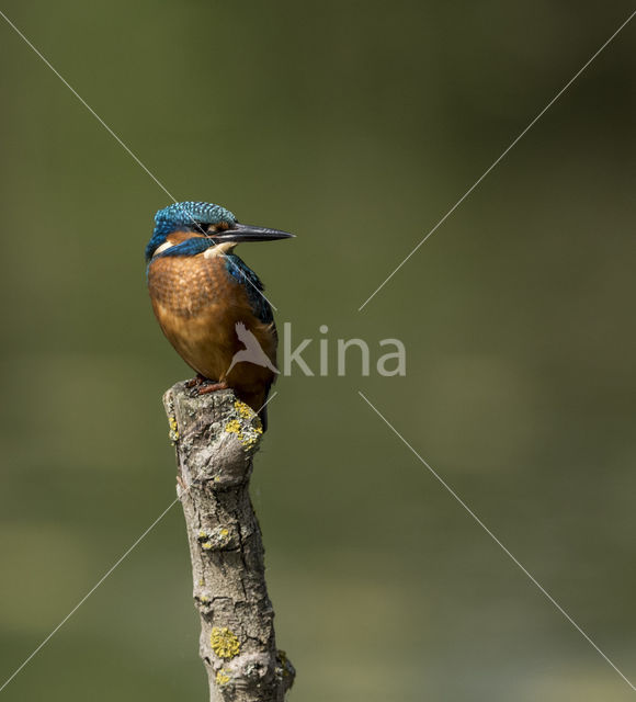 Kingfisher (Alcedo atthis)