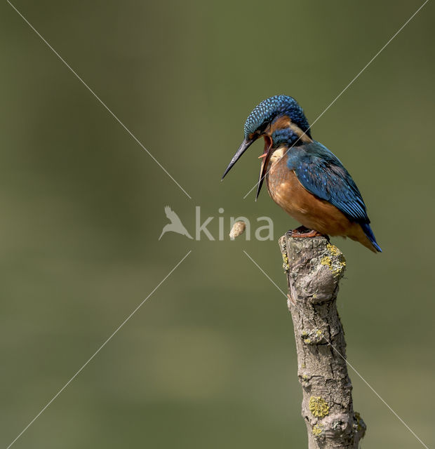 IJsvogel (Alcedo atthis)