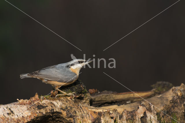 Eurasian Nuthatch (Sitta europaea)