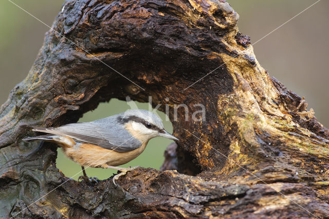 Europese Boomklever (Sitta europaea)