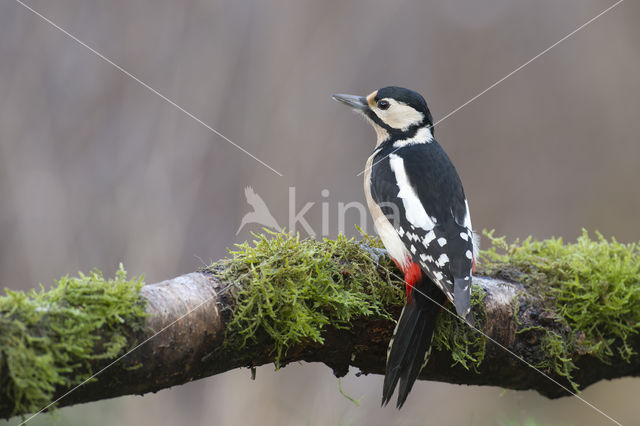 Grote Bonte Specht (Dendrocopos major)