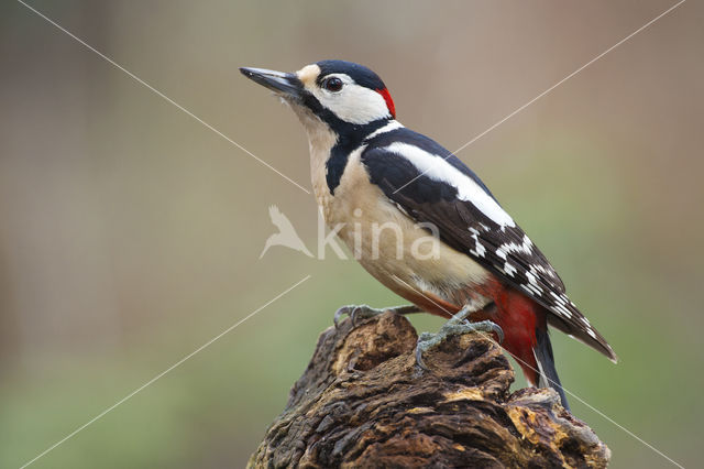 Grote Bonte Specht (Dendrocopos major)