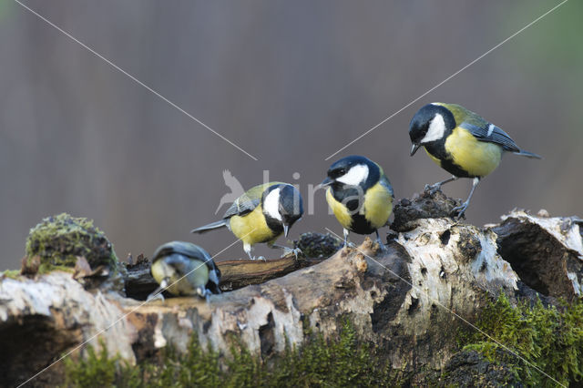 Koolmees (Parus major)