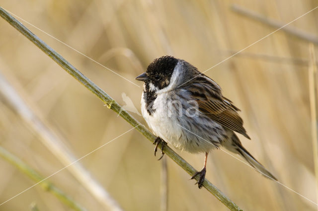 Rietgors (Emberiza schoeniclus)