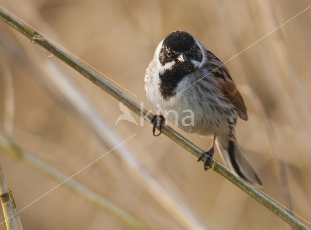 Rietgors (Emberiza schoeniclus)