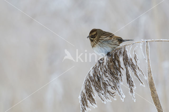 Reed Bunting (Emberiza schoeniclus)