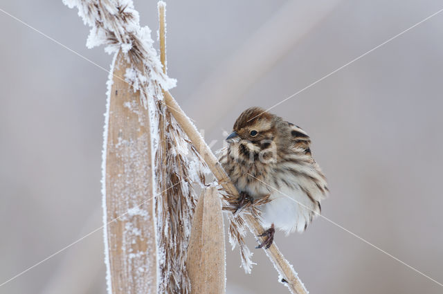 Rietgors (Emberiza schoeniclus)