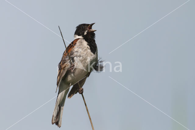 Rietgors (Emberiza schoeniclus)