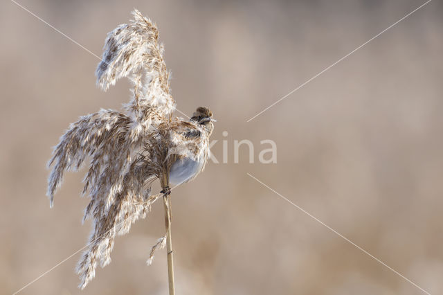 Rietgors (Emberiza schoeniclus)