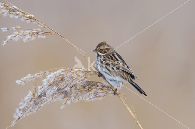 Rietgors (Emberiza schoeniclus)