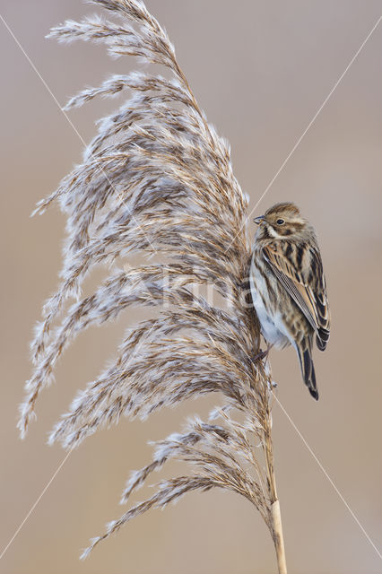 Reed Bunting (Emberiza schoeniclus)