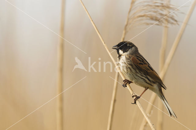 Reed Bunting (Emberiza schoeniclus)