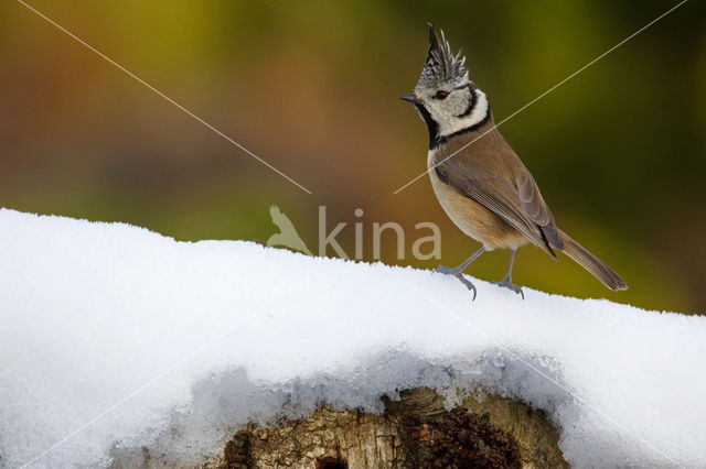 Kuifmees (Parus cristatus)