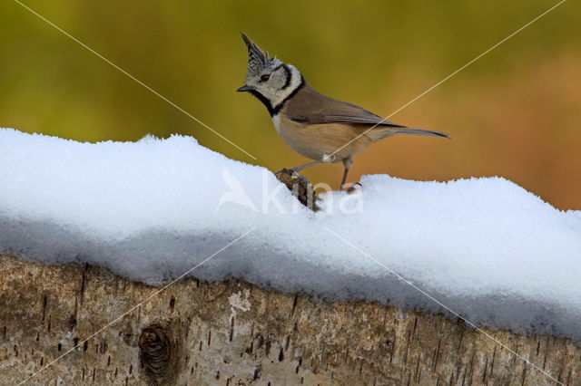 Kuifmees (Parus cristatus)