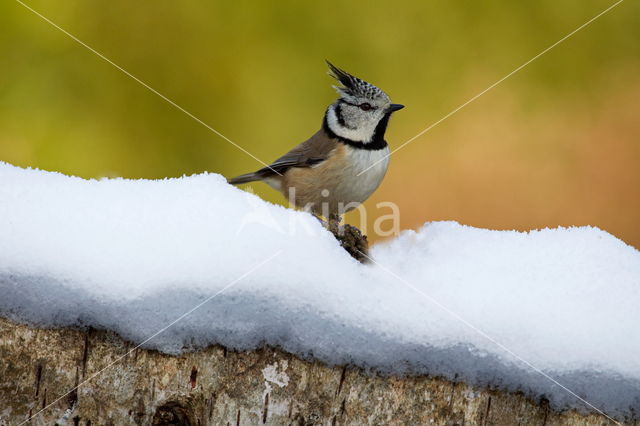 Kuifmees (Parus cristatus)