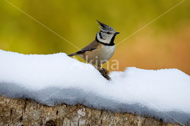 Kuifmees (Parus cristatus)