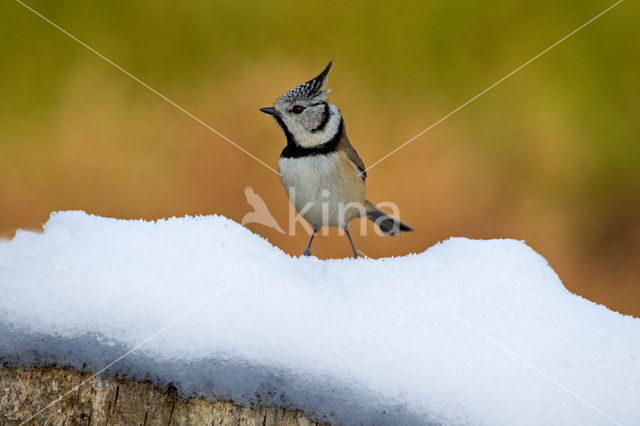 Kuifmees (Parus cristatus)