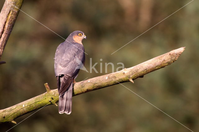 Sparrow Hawk (Accipiter nisus)