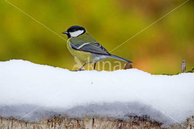 Parus major minor