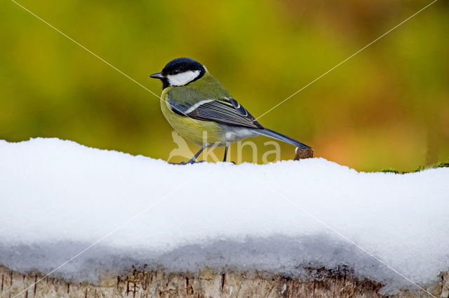 koolmees (Parus major minor)