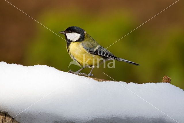 koolmees (Parus major minor)