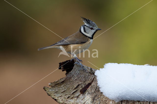 Kuifmees (Parus cristatus)