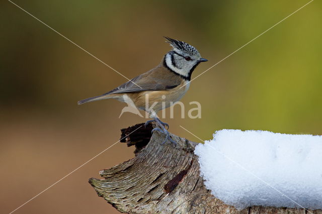 Kuifmees (Parus cristatus)