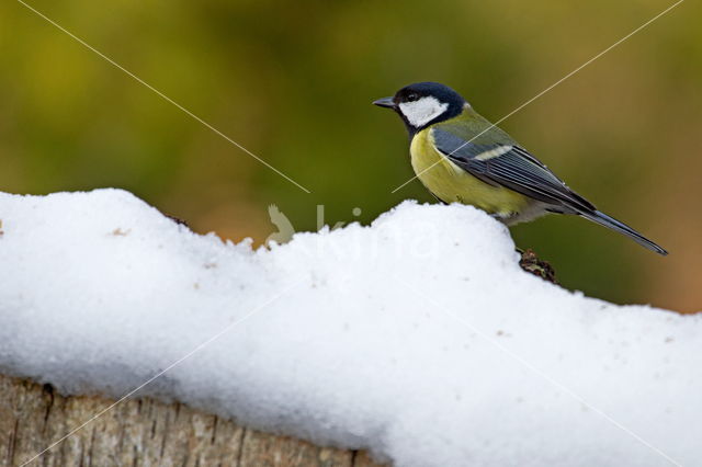 Great Tit (Parus major)