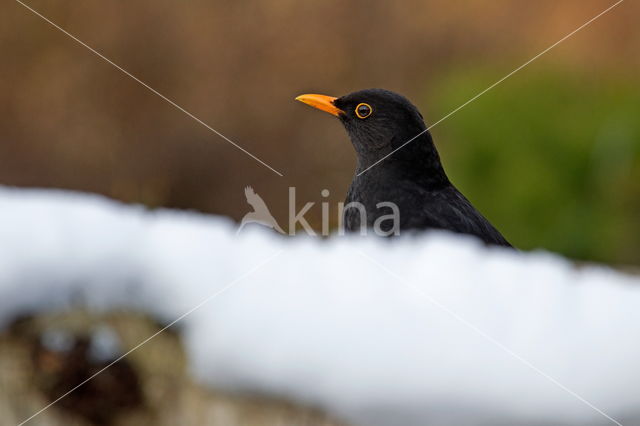 Eurasian Blackbird (Turdus merula)