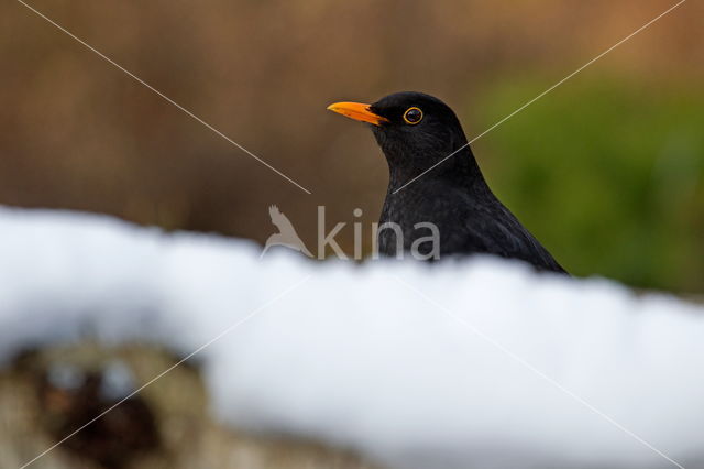 Eurasian Blackbird (Turdus merula)