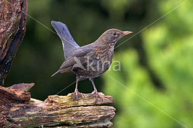 Eurasian Blackbird (Turdus merula)