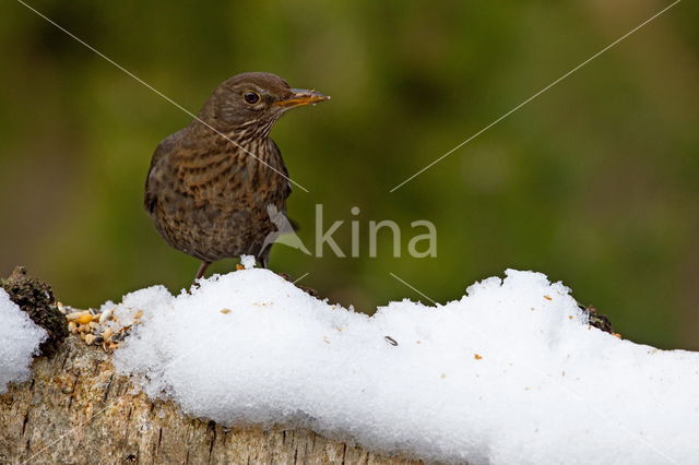 Zanglijster (Turdus philomelos)