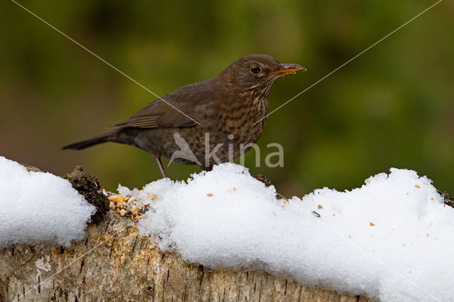 Zanglijster (Turdus philomelos)