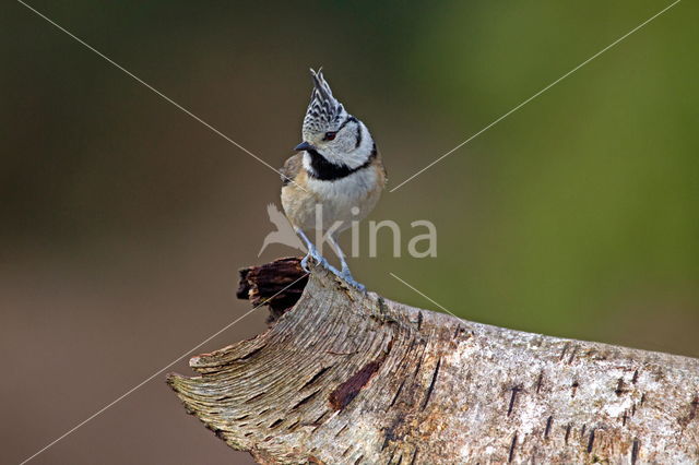 Kuifmees (Parus cristatus)