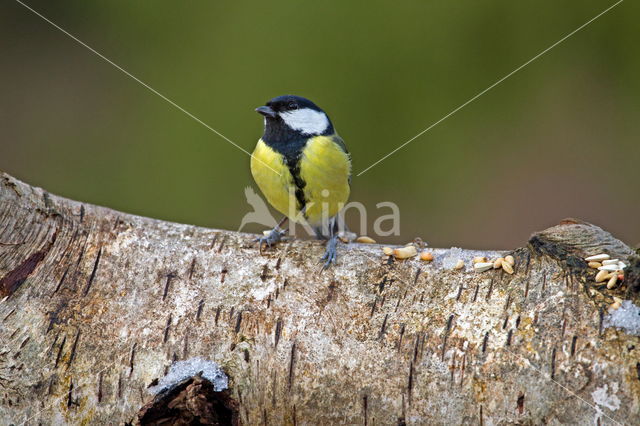 Great Tit (Parus major)