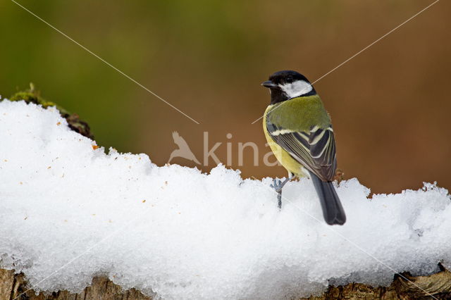 Great Tit (Parus major)