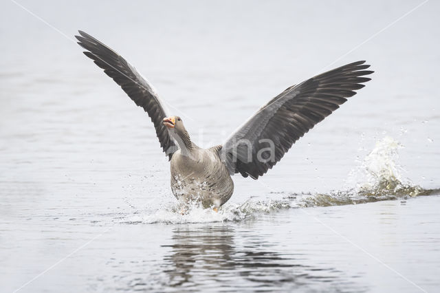 Grauwe Gans (Anser anser)