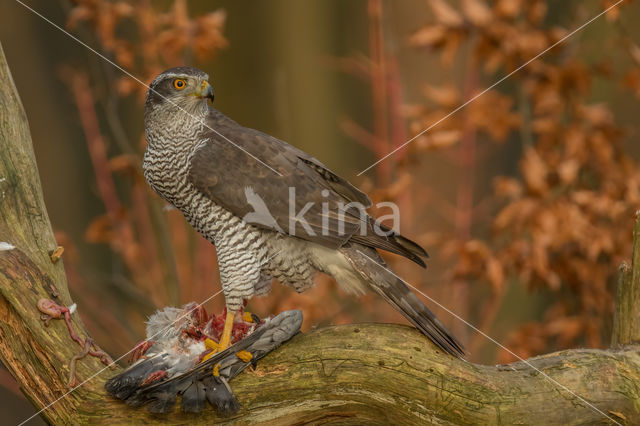 Havik (Accipiter gentilis)