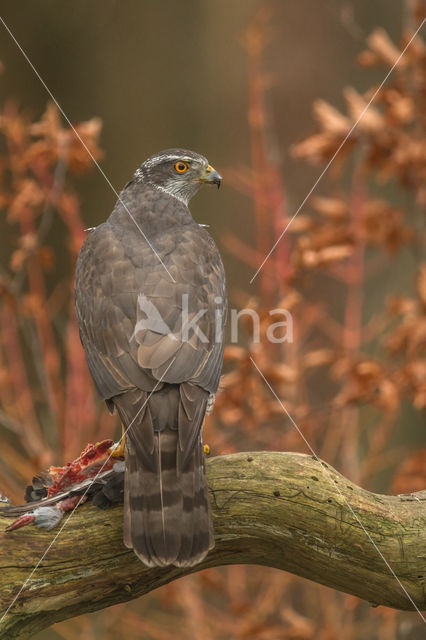 Goshawk (Accipiter gentilis)