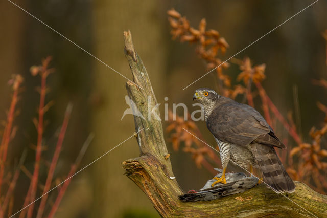 Goshawk (Accipiter gentilis)