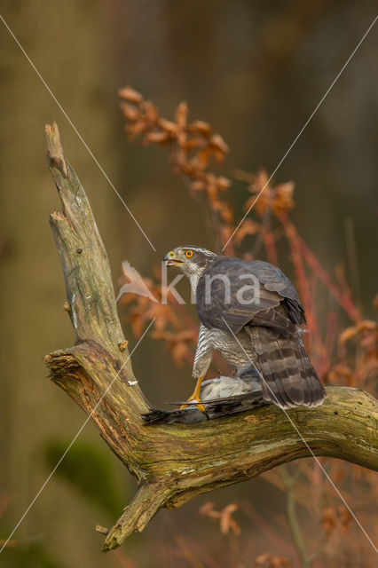 Goshawk (Accipiter gentilis)