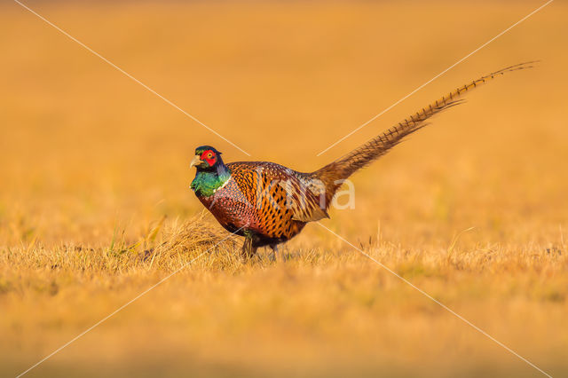 Ring-necked Pheasant (Phasianus colchicus)