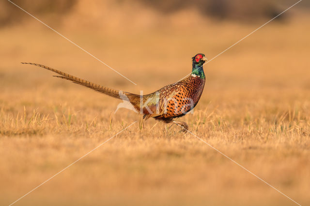 Ring-necked Pheasant (Phasianus colchicus)