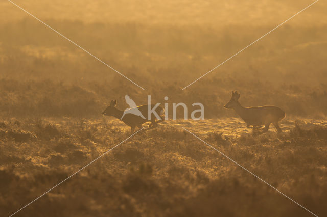 Roe Deer (Capreolus capreolus)