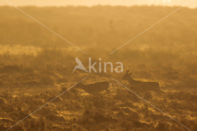 Roe Deer (Capreolus capreolus)