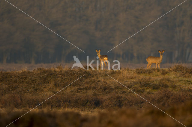 Roe Deer (Capreolus capreolus)