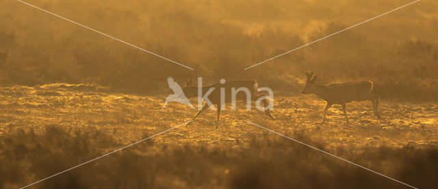 Roe Deer (Capreolus capreolus)